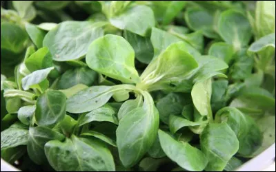 Quelle est cette plante potagère dont les feuilles sont comestibles en salade ?