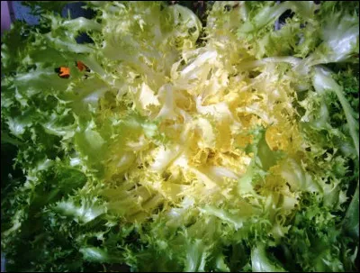 Quelle est cette chicorée, une salade avec des feuilles fines, dentelées et frisées ?