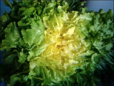 Quelle est cette chicorée, une salade aux grandes feuilles craquantes et au goût amer ?
