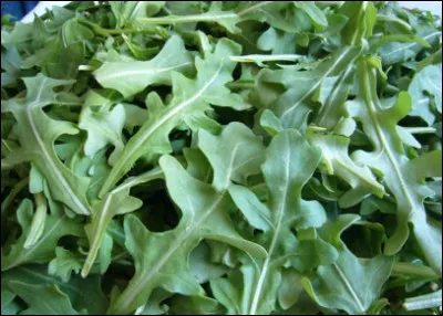 Quelle est cette petite herbe domestique dont les feuilles sont longues et déchiquetées, que l'on consomme en salade ?
