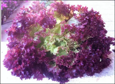 Quelle est cette laitue, une salade aux feuilles violacées et gaufrées ?