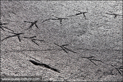 Quelle chanteuse a interpr&eacute;t&eacute; ''Traces'' ?