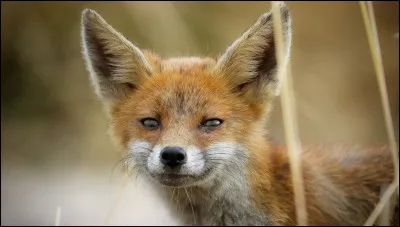 Comment s'appelle le renard à 9 queues ?