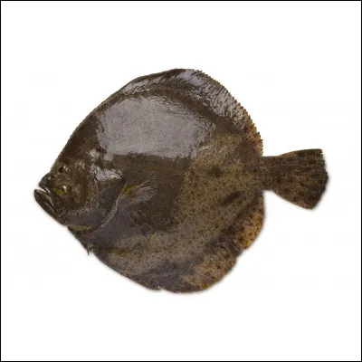 Ce poisson plat, plutôt rare, à la saveur délicate est souvent préparé avec des fruits de mer. C'est...
