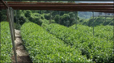 Quel est ce thé de luxe japonais qui est mis à l'ombre avant la récolte, ce qui lui donne un goût très doux ?