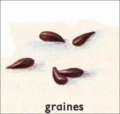 Comment s'appellent les graines de la pomme ?