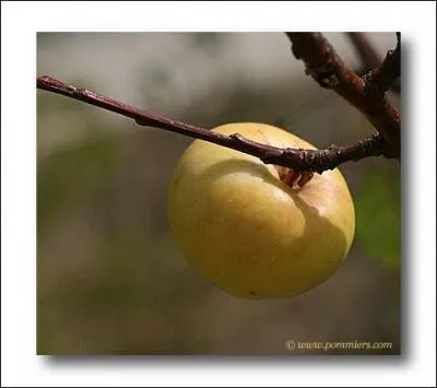 Quelle est cette sorte de pomme ?