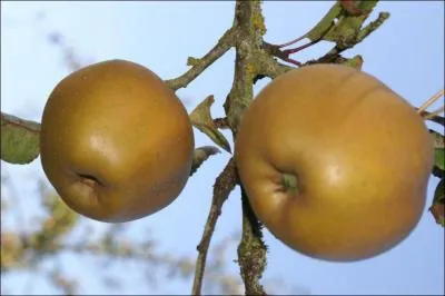 Quelle est cette sorte de pomme ?