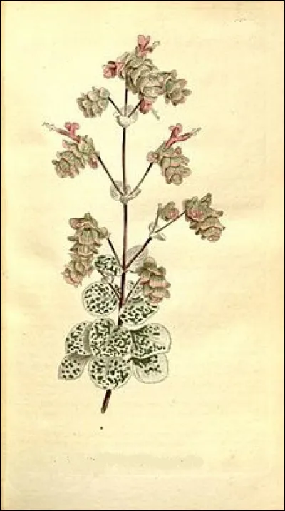 Quelle herbe était recommandée comme étant utile dans le travail pour le soulagement de la douleur des parturientes ?