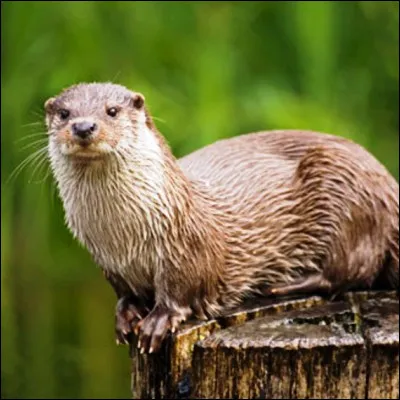 Selon la l&eacute;gende, quelle race de chiens, l�une des plus r&eacute;pandues au monde, devrait son attrait pour les milieux aquatiques au fait qu�elle serait issue d�un croisement entre un chien et une loutre ?