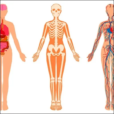 En anatomie, qu�est-ce que l�hallux ?