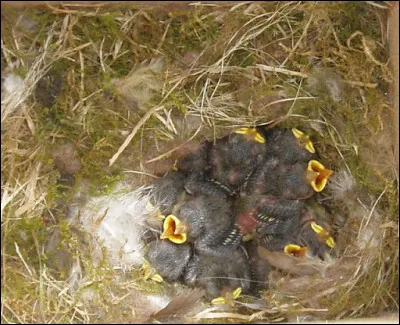 Et pour terminer, trouvez le propri&eacute;taire de ce nid !