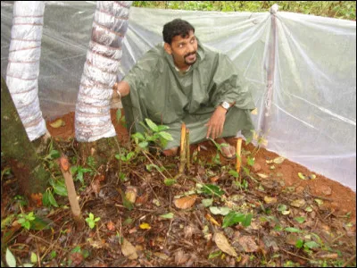Ce que vous voyez sur cette photo est un nid construit sur le sol, quel animal peut bien &ecirc;tre capable de fabriquer un nid aussi gros ?