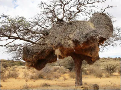 Bon sang, mais qui peut bien construire un nid aussi monstrueux ?