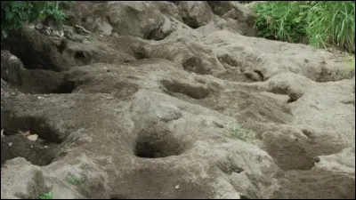 Cet animal, end&eacute;mique du Vanuatu, pond des oeufs dans un terrier ou les enfouit dans le sable !