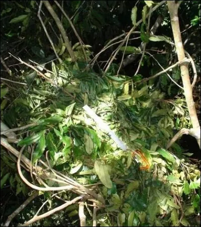 Quoi de plus reposant que de s'allonger dans ce nid de feuilles, dans les arbres, doucement berc&eacute; par la brise ?