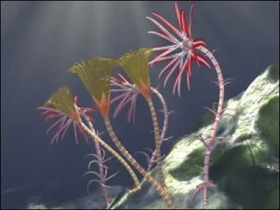 L'éon du Phanérozoïque est constitué de trois ères. Lesquelles ?