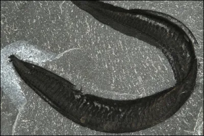 L'ancêtre commun à tous les vertébrés, dont nous faisons partie, est apparu il y a plus de 500 Ma lors du Cambrien. 
Quel est son nom ?