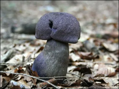 Combien de sous-genres sont employés pour aider à l'identification des espèces pour le genre Cortinarius ?