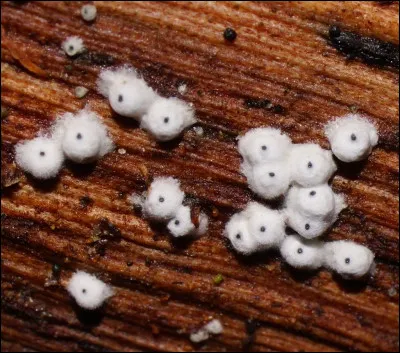 Quel aide-mémoire peut nous permettre de retenir le nom de l'espèce de cette pézize ?