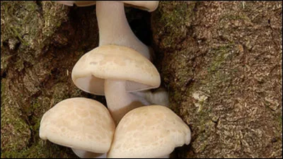 Comment se nomment les petites taches plus foncées sur les chapeaux ?