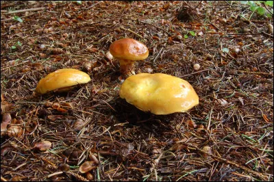 Quelle étape importante est fortement conseillée aux cueilleur/euse/s de Suillus clintonianus/bolet de Clinton avant d'entreprendre leur cuisson ?