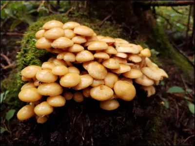 Quel terme mycologique emploie-t-on pour définir un regroupement de champignons en touffe serrée partant d'une même base ?