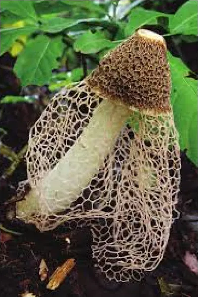 Ce champignon est-il comestible à ce stade de croissance ?