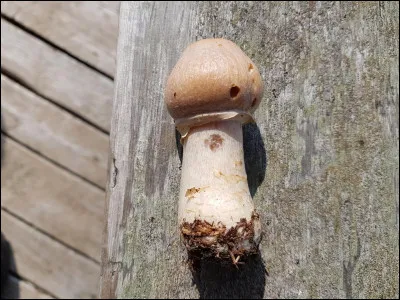 Dans quel type d'écologie retrouve-t-on le Cortinarius caperatus/cortinaire ridé ?