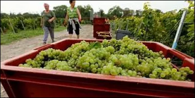 Quel est le poids maximum des caisses percées pour les vendanges manuelles ?