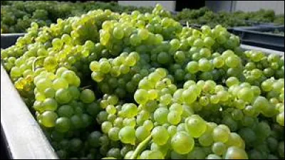 L'unité de mesure pour les vendanges c'est le marc, mais combien pèse 1 marc ?