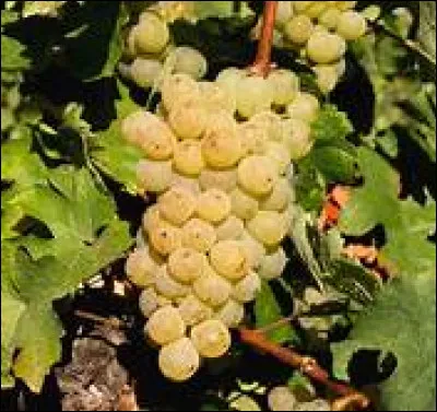 Quels sont les cépages ancestraux de la Champagne ?