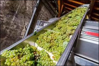 Quelle est l'acidité totale des moûts ?