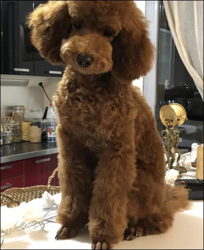 Comment s�appelle son chien ?