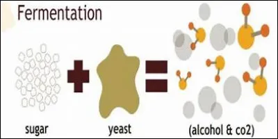 Quelle est la population de levures en pleine fermentation alcoolique ?