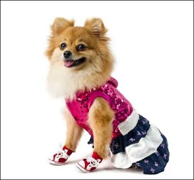 Que veut dire être habillé comme la chienne à Jacques ?