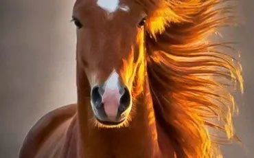 Quiz Galop 1
