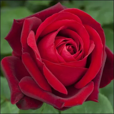 En espagnol, "rouge" se dit...