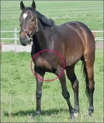 Où se situe le poitrail ?