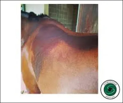 Une selle est adaptée quand ...