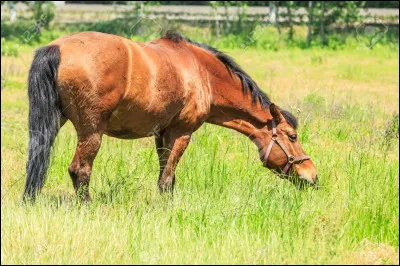 En moyenne, combien d'heures par jour le cheval se nourrit-il ?