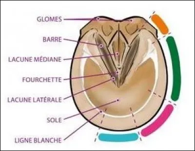 L'ordre des parties du sabot : quelles sont ces parties (en couleur sur l'image, en partant du bleu) ?