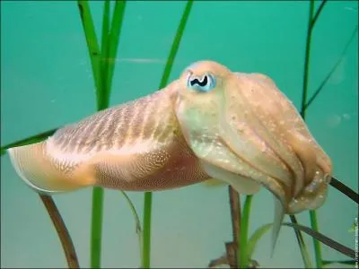 Elle chasse grce  une tentacule