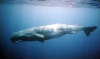 Une baleine bizarrode