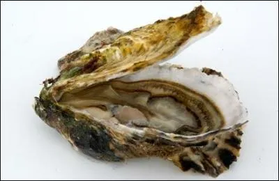 Ce coquillage se mange vivant