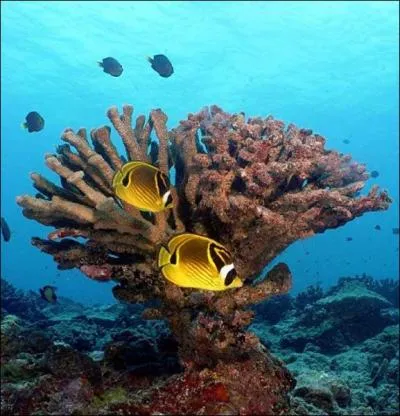 Il forme la Grande Barrire de ...