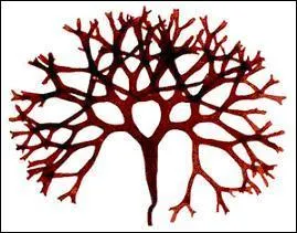 Qu'est-ce que c'est ?