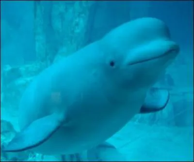 C'est un dauphin blanc