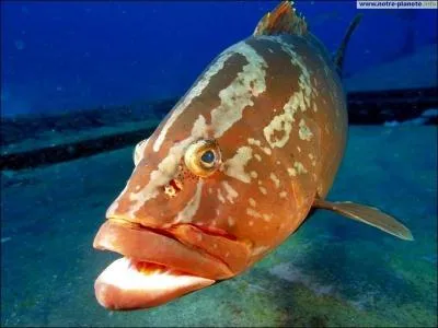 C'est un poisson carnivore