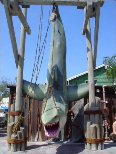 Les requins sont-ils en voie d'extinction ?